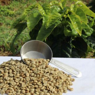 2026 Catuai Washed. Green for home-roasters.